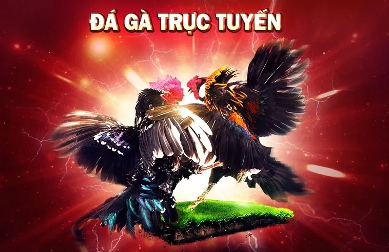 Đá Gà Go88 Sân Chơi Trực Tuyến Uy Tín Với Trải Nghiệm Đỉnh Cao